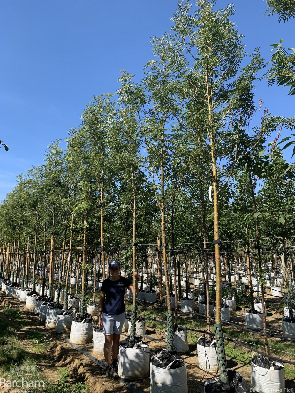 Sorbus commixta Embley