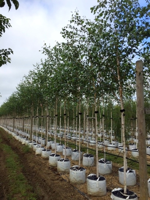 Betula utilis Jacquemontii Snow Queen at Barcham Trees