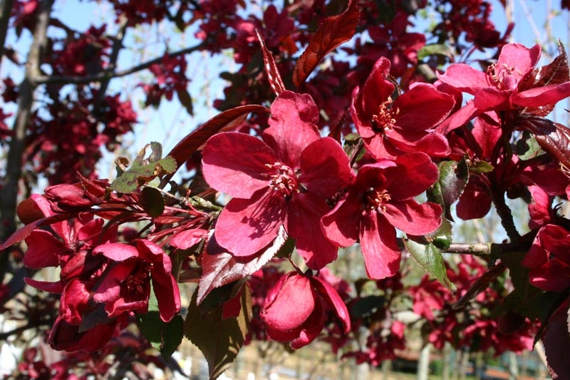 The blossom of Malus Royalty