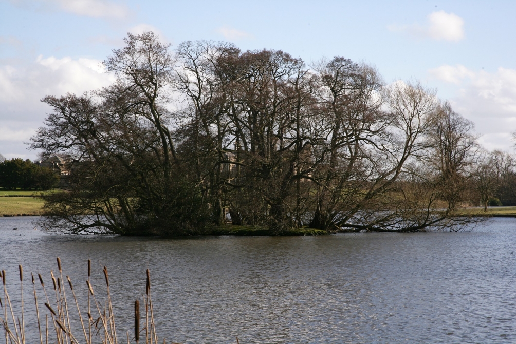 Alnus glutinosa multi-stem