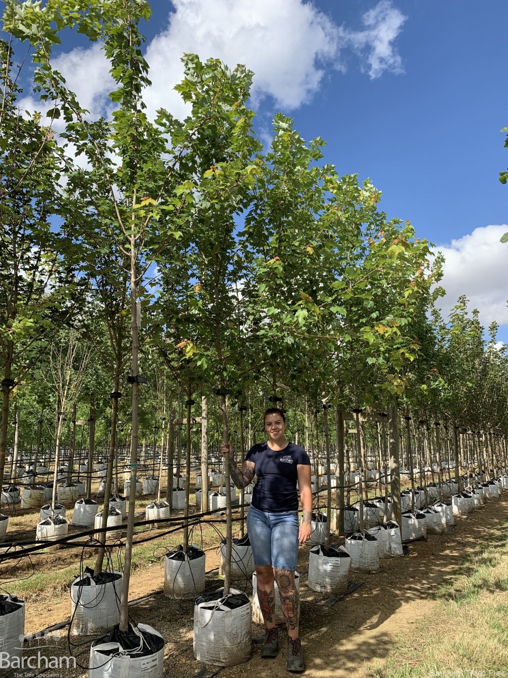 Acer rubrum October Glory