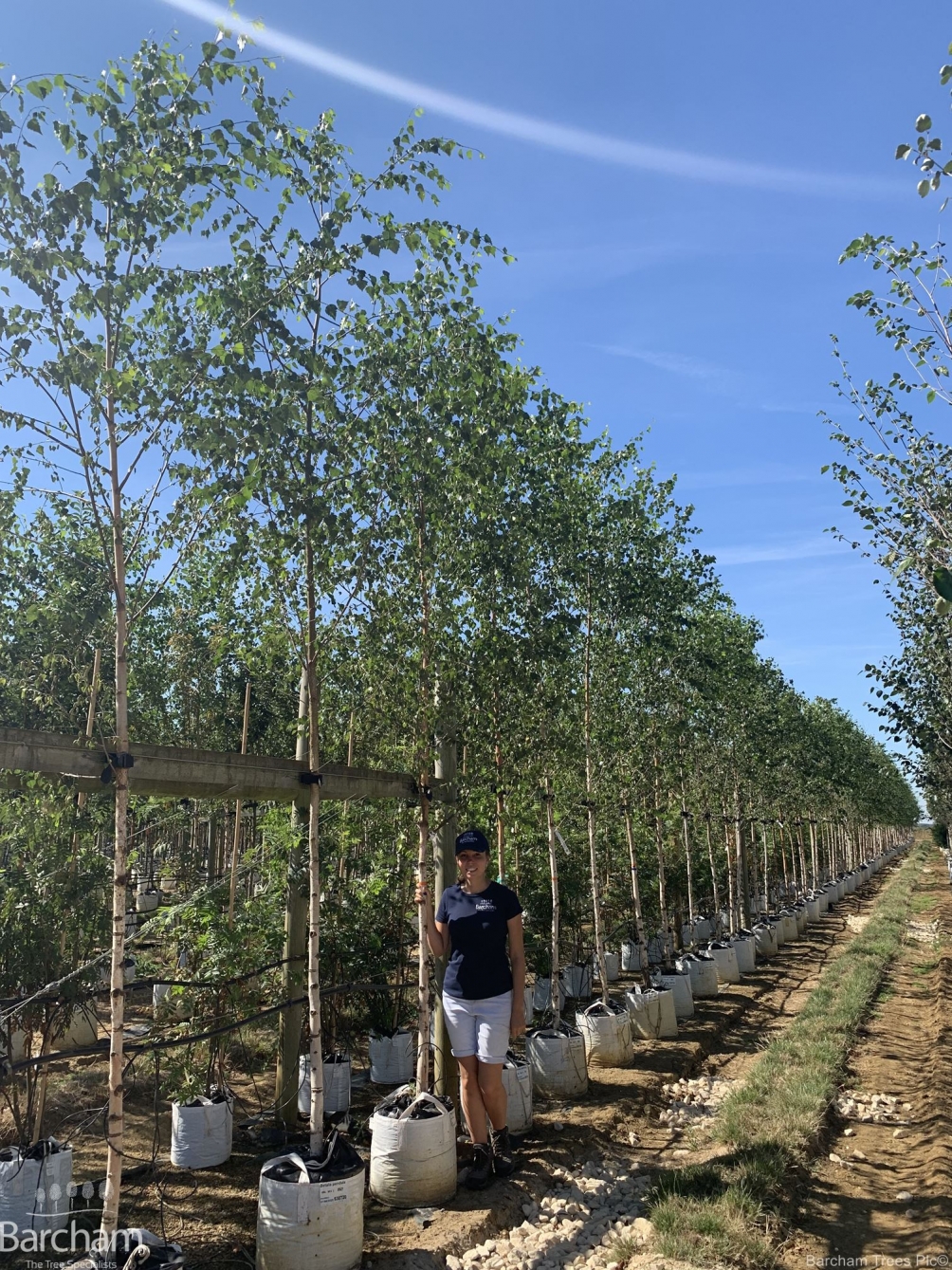 Betula pendula