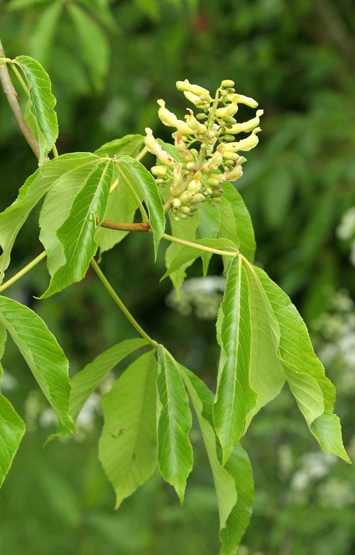 Aesculus flava