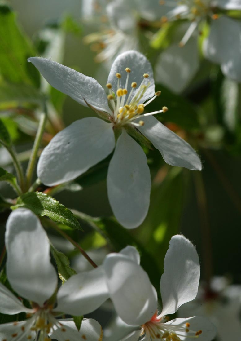 close up of the Malus toringo flower