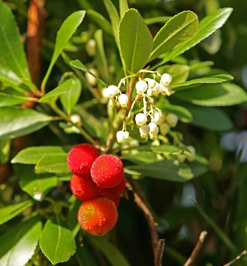 The small fruit of urbutus unedo, these do not taste nice