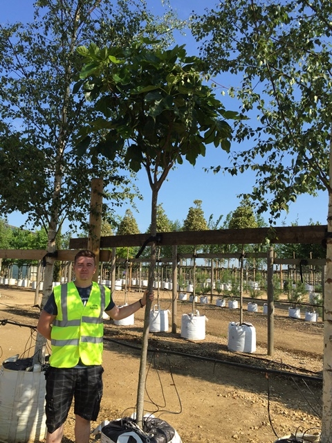 Ficus carica ‘Verdino’ at Barcham Trees