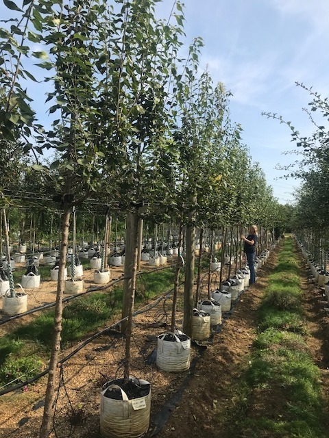 Syringa peking Beijing Gold at barcham trees