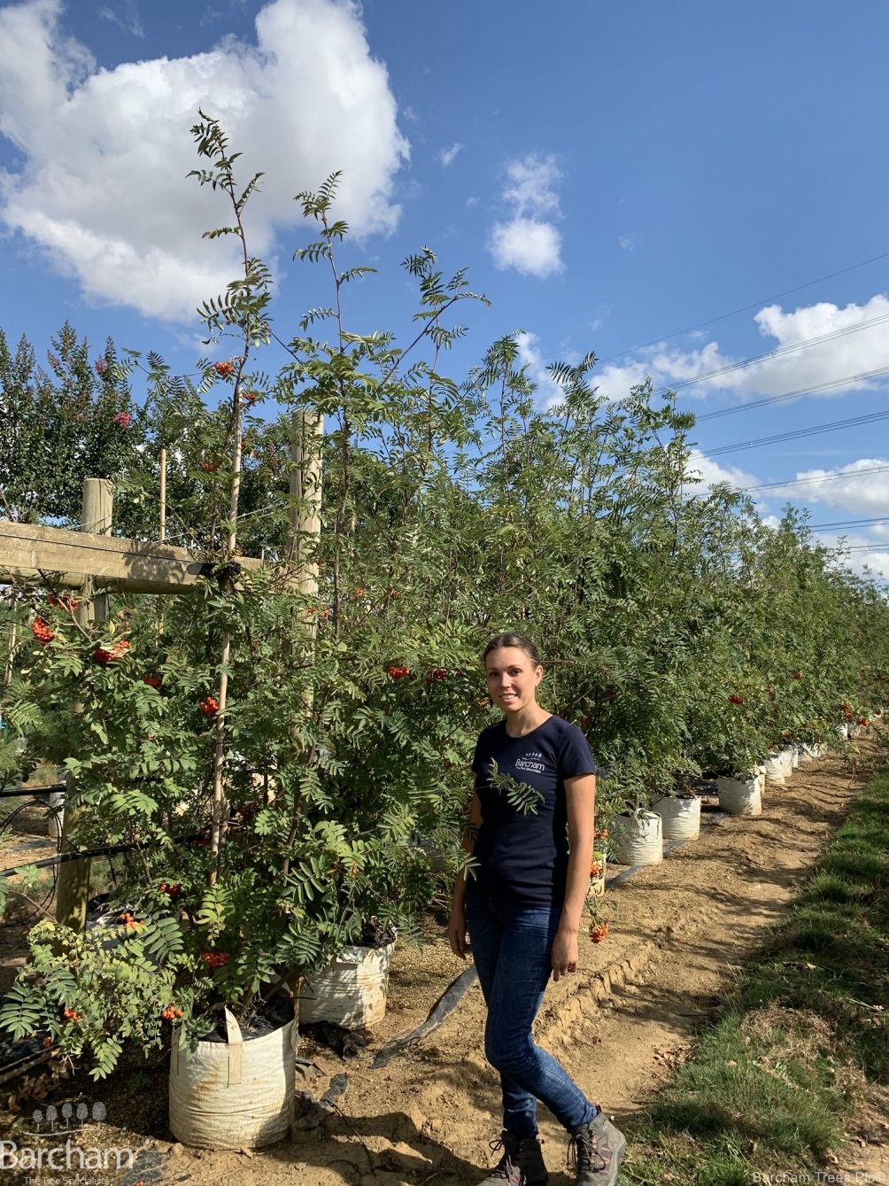 Sorbus aucuparia multi stem