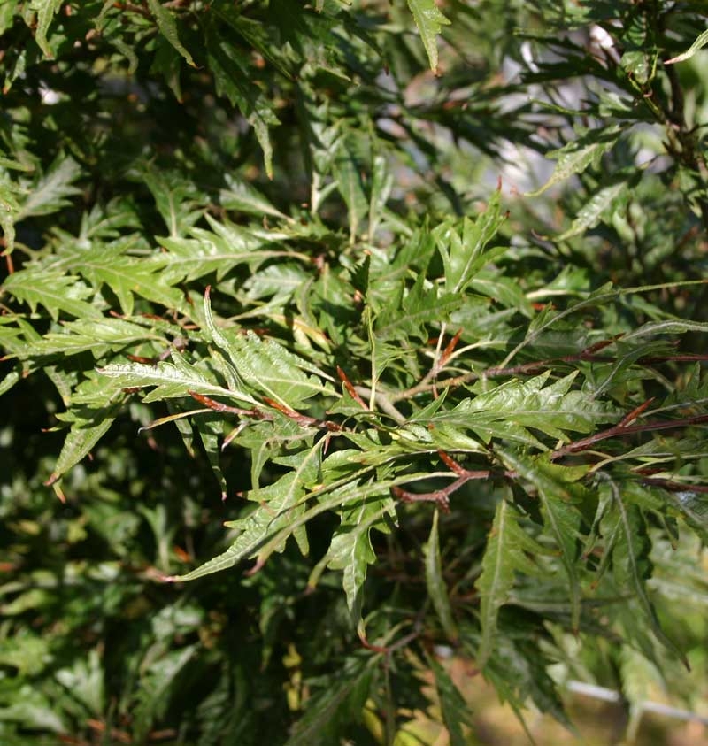 the cut leaf foliage of Fagus sylvatica Asplenifolia