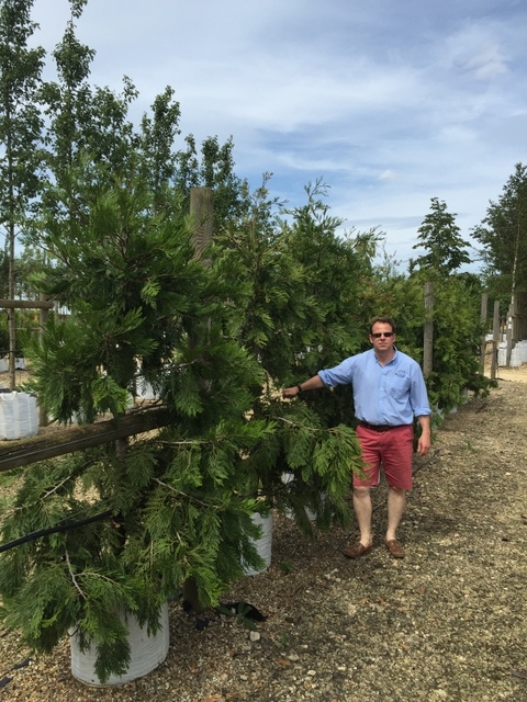 Calocedrus decurrens at Barcham Trees