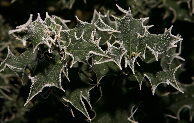 frosted leaves of Ilex aquifolium