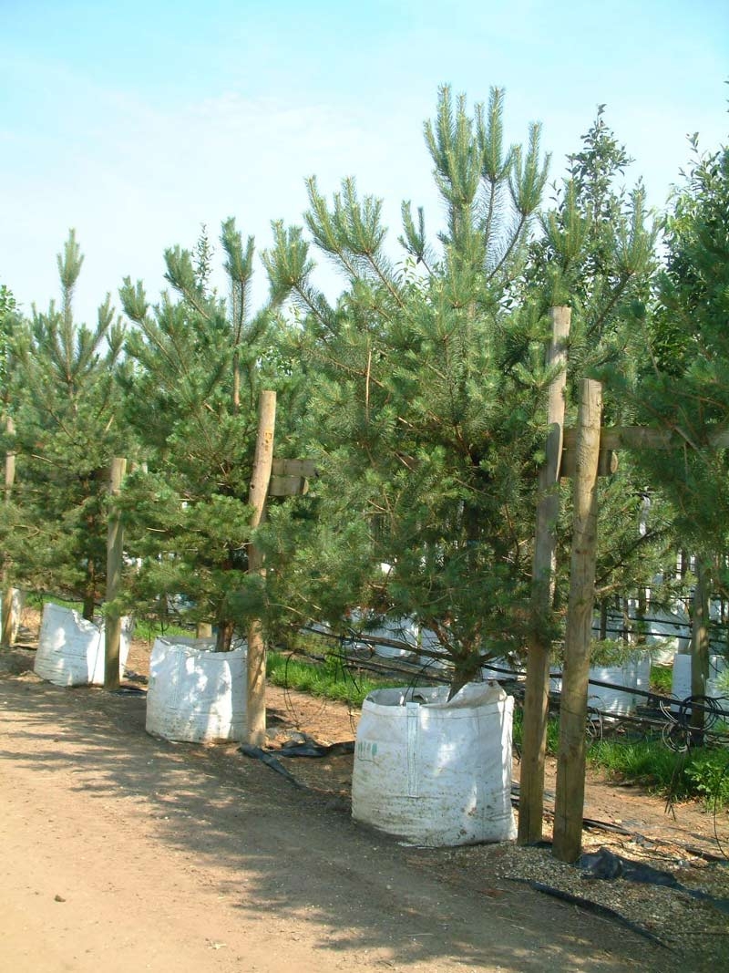 Pinus sylvestris at Barcham Trees