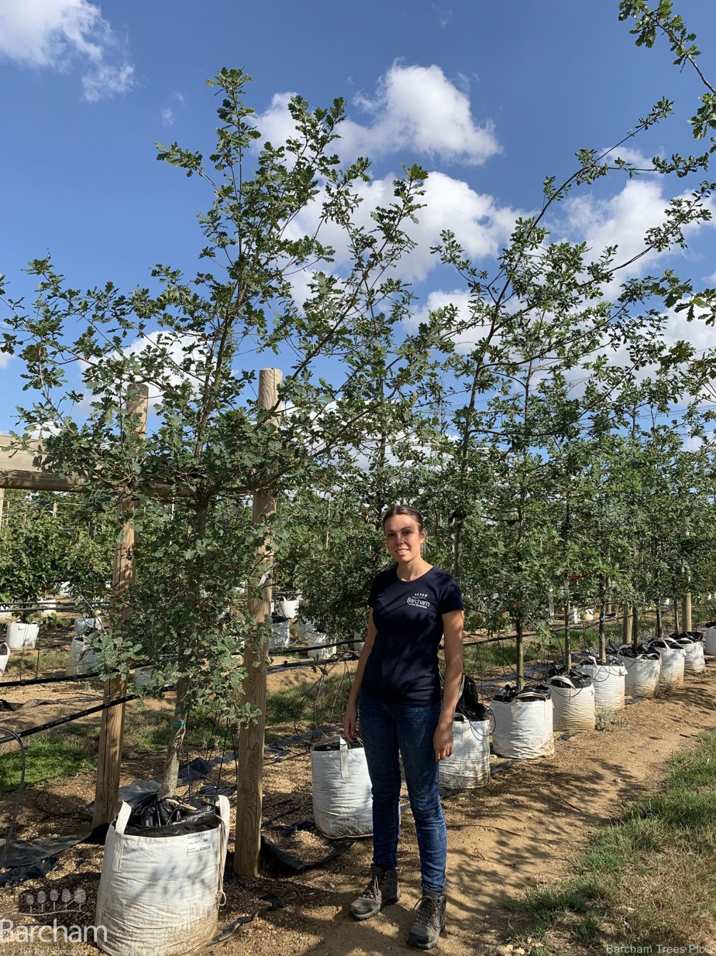 Quercus robur