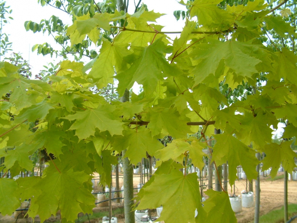 Golden foliage of Acer platanoides Princeton Gold