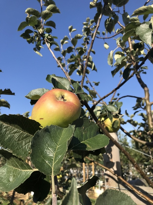 bramley apple