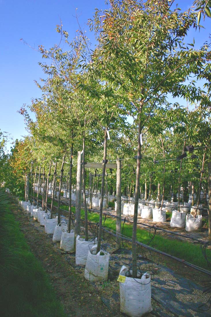 Zelkova serrata
