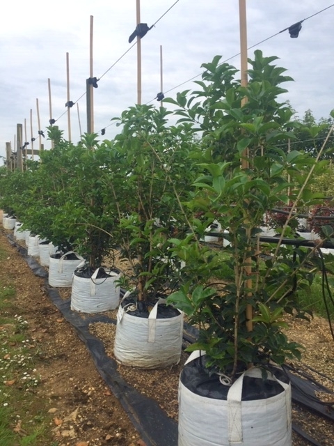 Osmanthus fortunei aquifolium  at barcham trees