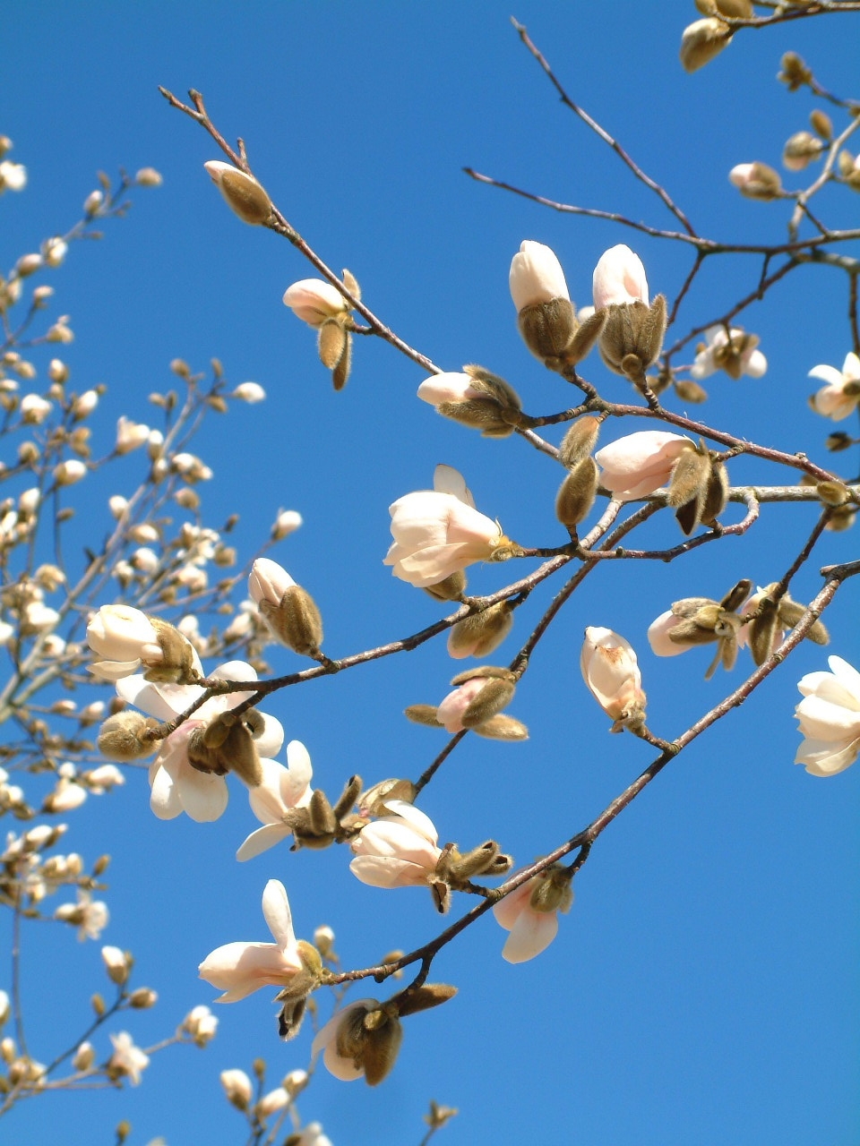 Magnolia x loebneri Merrill coming into flower