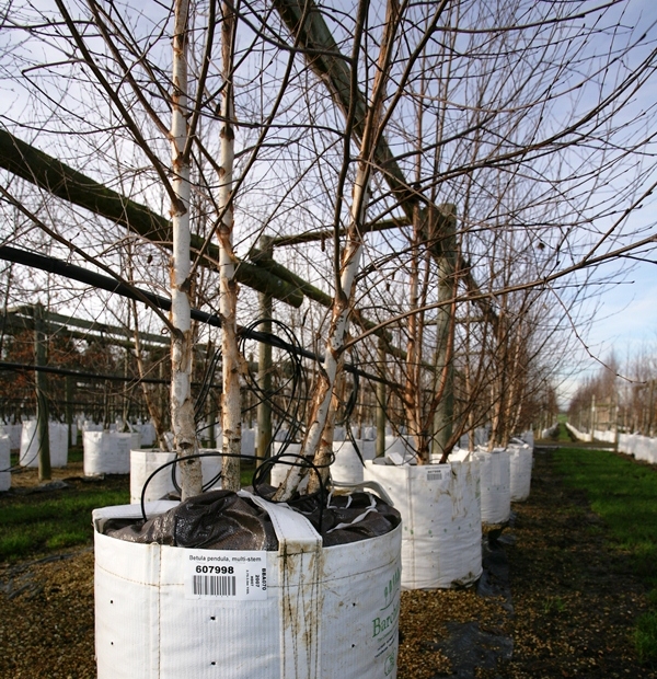 Barcham pro trees