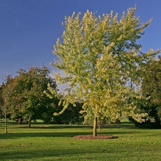 mature  Acer saccharinum