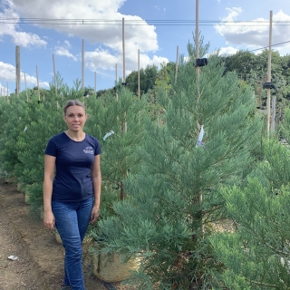 Sequoiadendron giganteum