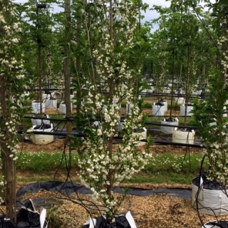 Styrax japonicus  june snow