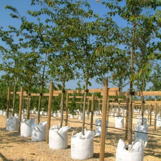 Prunus Shirofugen on the Barcham Trees nursery