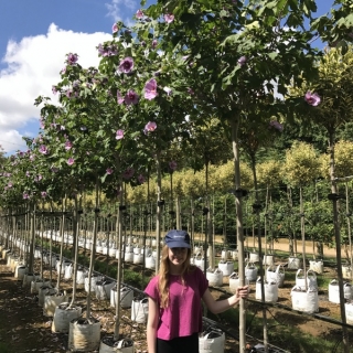 Hibiscus Resi at barcham trees