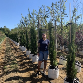 Cupressus sempervirens