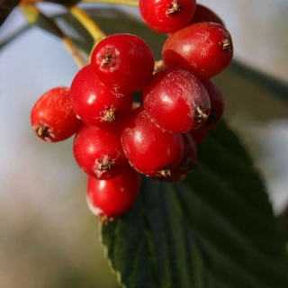 Sorbus aria Lutescens fruit