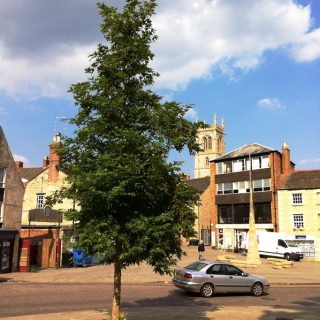 mature Platanus orientalis Minaret