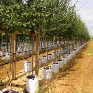 Crataegus monogyna Alboplena at barcham trees