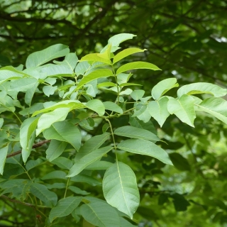 Juglans regia foliage