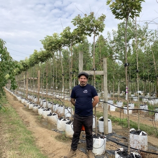 Acer pseudoplatanus Brilliantissimum