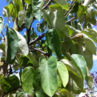 Cydonia oblonga foliage