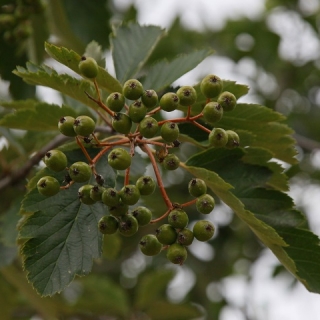 The leaves and berries of Sorbus intermedia Brouwers