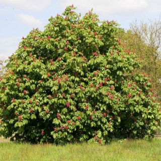 Mature Aesculus x carnea Briotti