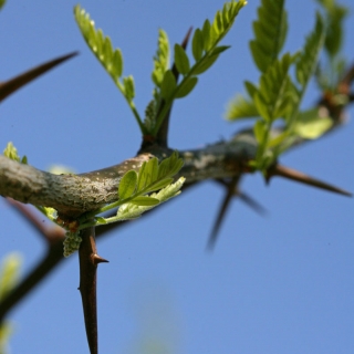 the thorns of Gleditsia triacanthos