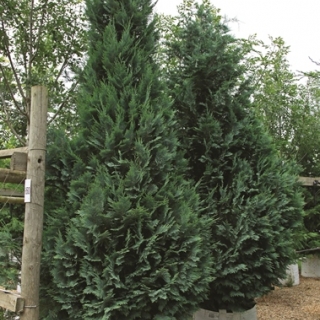 Chamaecyparis lawsoniana Columnaris Glauca