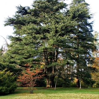 Mature Cedrus libani