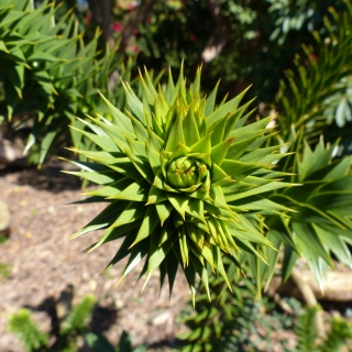 The leaves of the Monkey Puzzle tree in detail