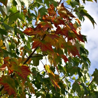 foliage of Acer rubrum Scanlon