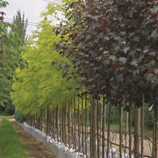 Acer pseudoplatanus Spaethii at barcham trees