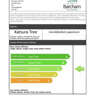 Cercidiphyllum japonicum multi-stem