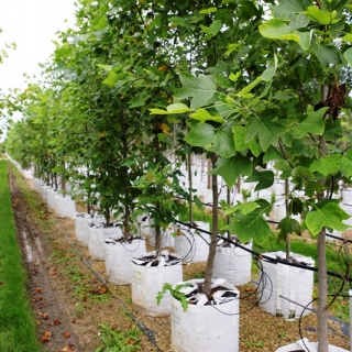 Liriodendron tulipifera