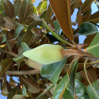 Magnolia grandiflora Praecox bud