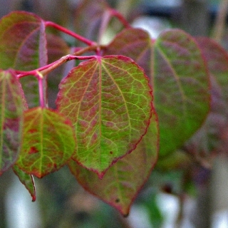 beautiful leaves of Cercidiphyllum japonicum multi-stem