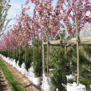 Prunus Kanzan in flower