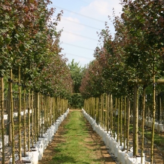 Acer campestre Louisa Red Shine at barcham trees