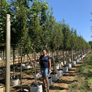 Carpinus betulus Frans Fontaine